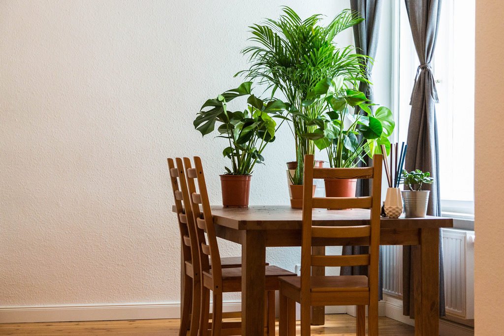 Finding Best Herbs to Grow Indoors at Home