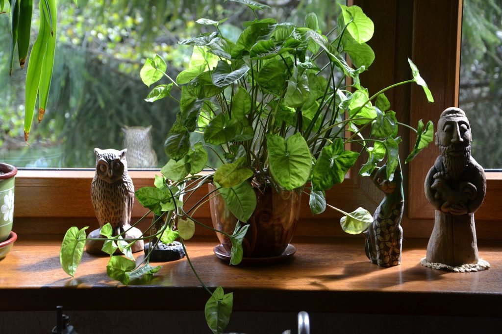 Growing Tips