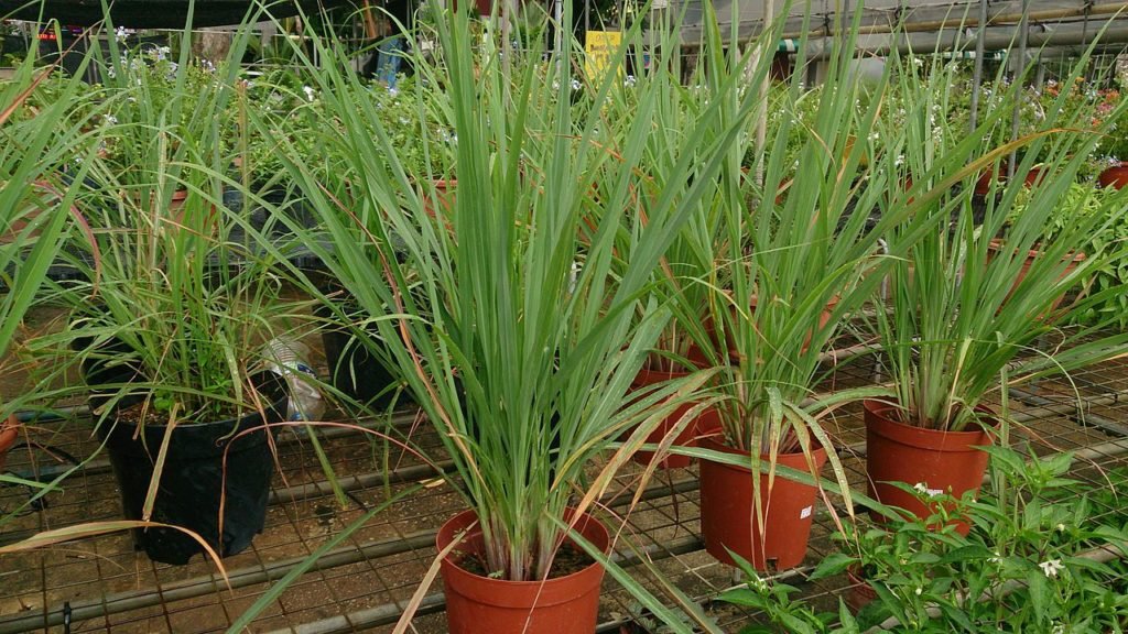 Lemongrass