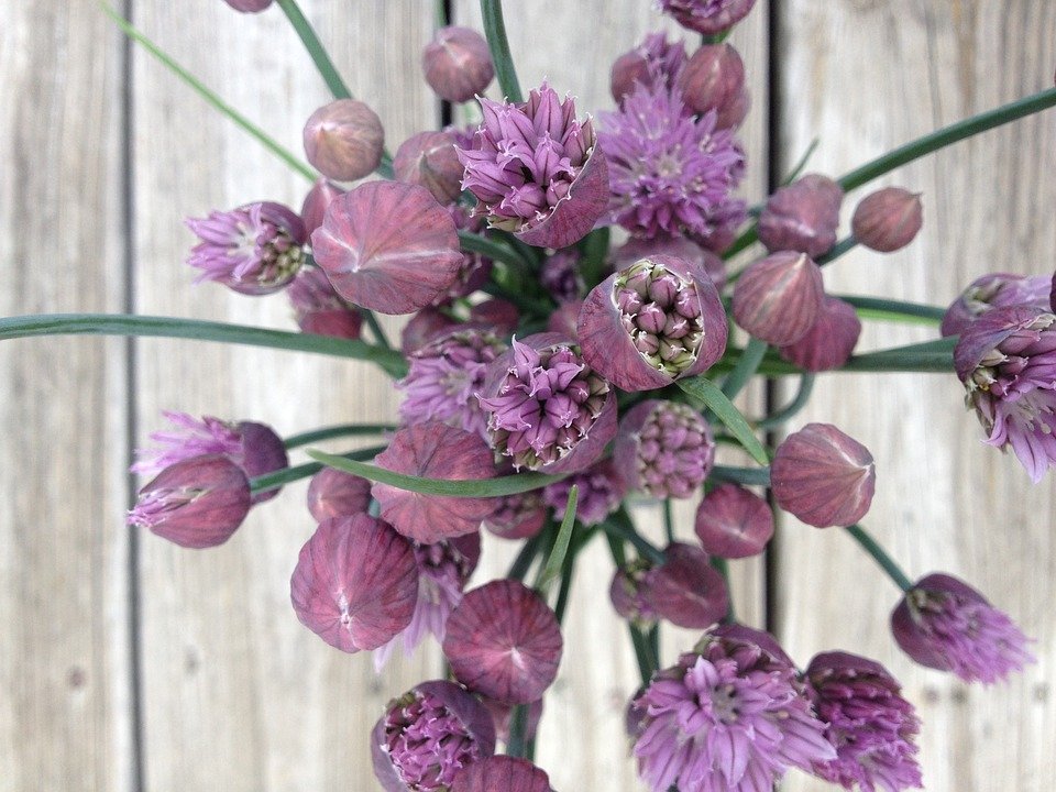 Chives