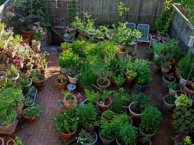 Container Gardening Ideas for Your Home Garden