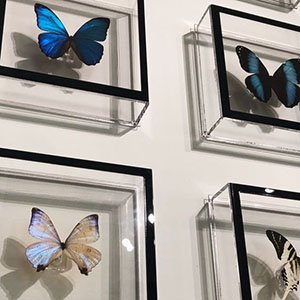 Butterfly Wall Decor
