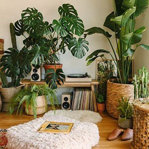 Living Room Decor
