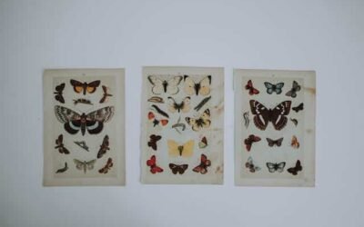 Transform Your Space: Enchanting Butterfly Wall Decor Ideas